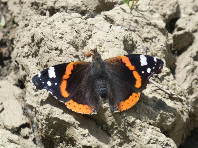 Vanessa atalanta - atalantalepke