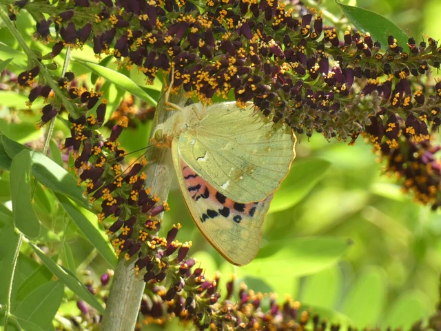 Argynnis pandora - zöldes gyöngyházlepke