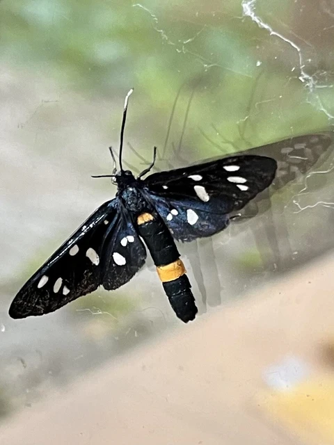 Amata phegea - fehérpettyes álcsüngőlepke