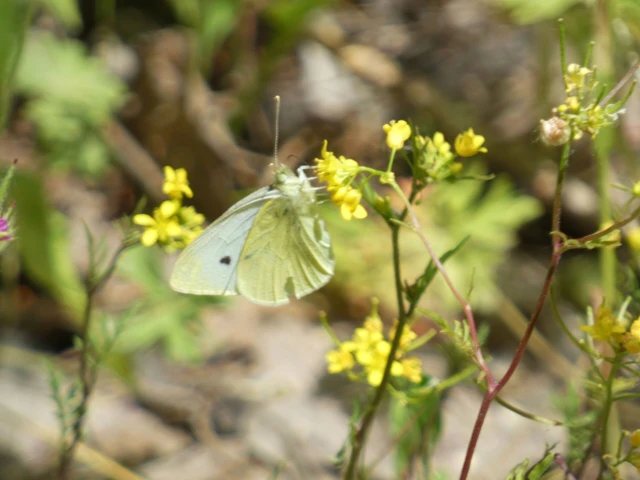 Pieris rapae - répalepke