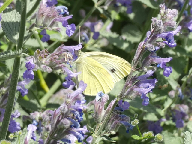 Pieris rapae - répalepke