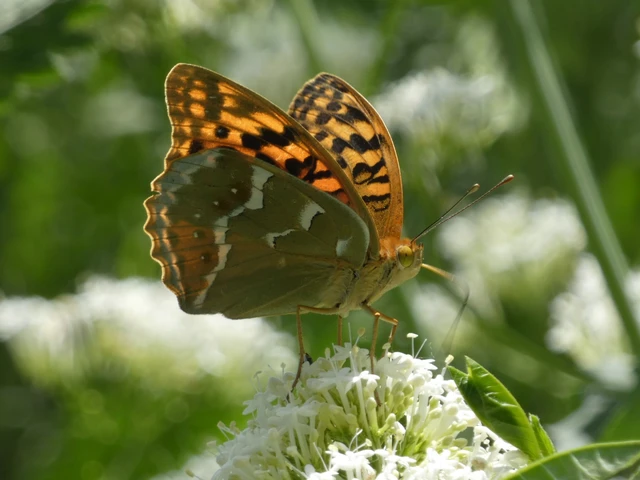 Argynnis pandora - zöldes gyöngyházlepke