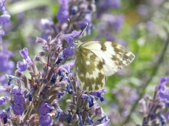 Pontia edusa - rezedalepke