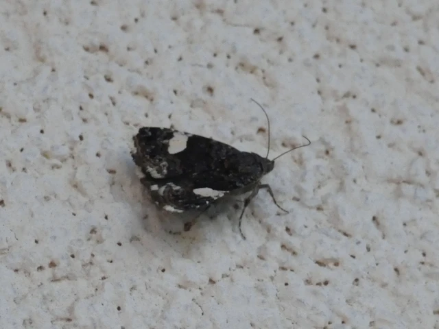 Tyta luctuosa - fekete nappalibagoly
