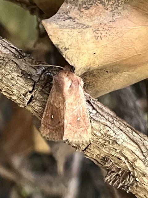 Mythimna albipuncta - fehérpettyes rétibagoly