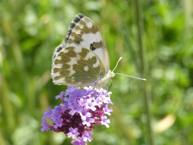 Pontia edusa - rezedalepke