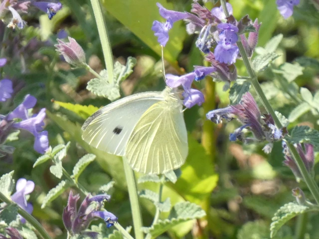 Pieris rapae - répalepke