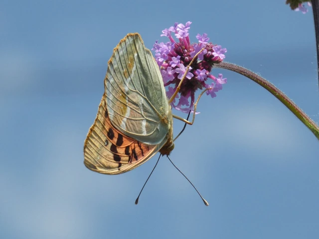 Argynnis pandora - zöldes gyöngyházlepke