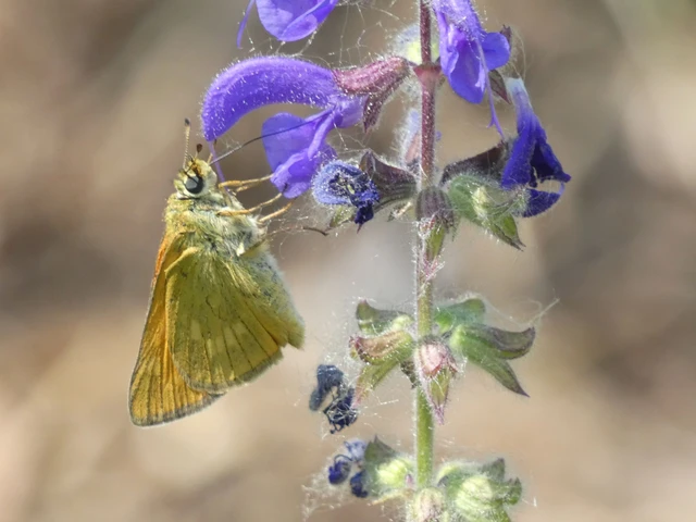 Ochlodes sylvanus - erdei busalepke