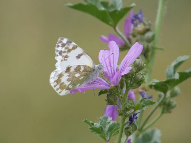 Pontia edusa - rezedalepke