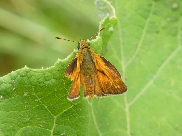 Ochlodes sylvanus - erdei busalepke