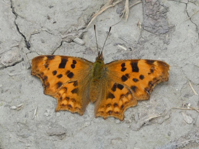 Nymphalis c-album - C-betűs lepke