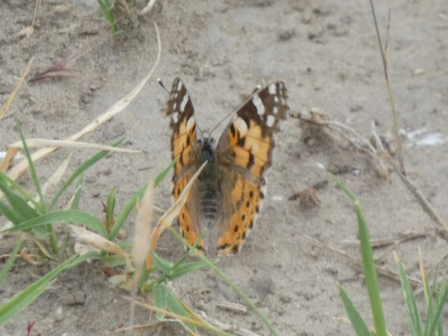Vanessa cardui - bogáncslepke
