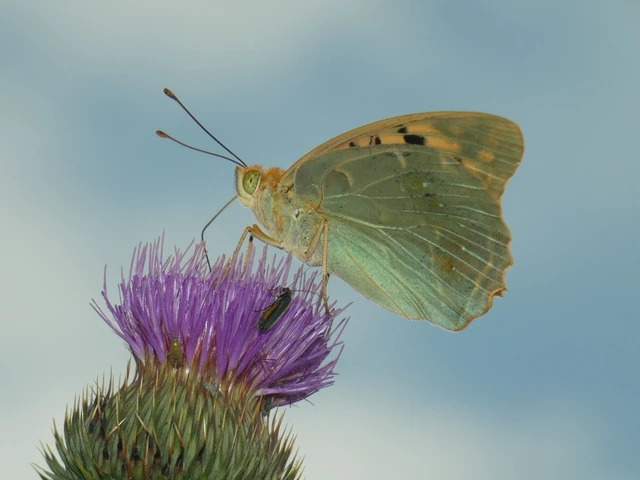 Argynnis pandora - zöldes gyöngyházlepke