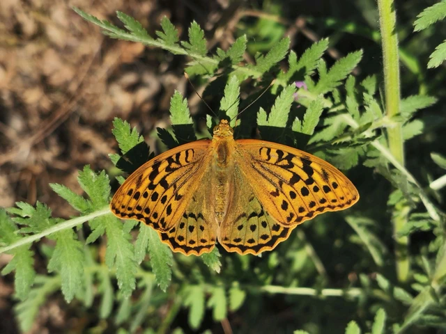 Argynnis pandora - zöldes gyöngyházlepke
