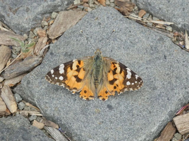 Vanessa cardui - bogáncslepke