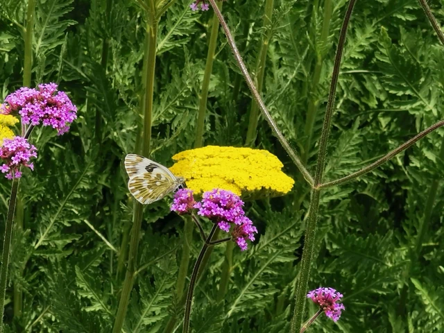 Pontia edusa - rezedalepke