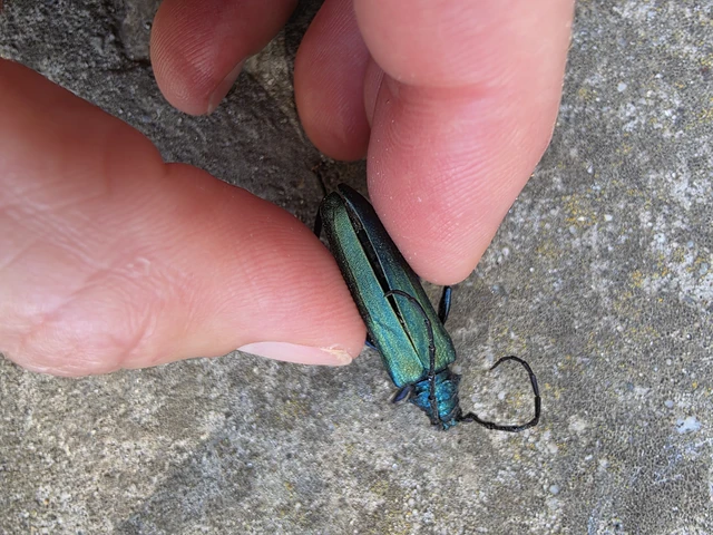 Aromia moschata - pézsmacincér