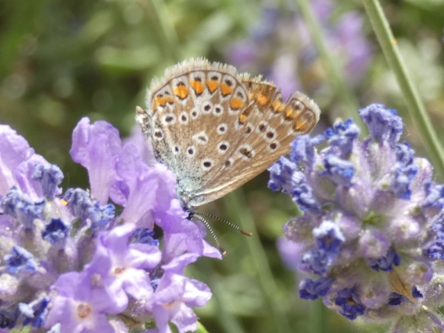 Polyommatus icarus - közönséges boglárka