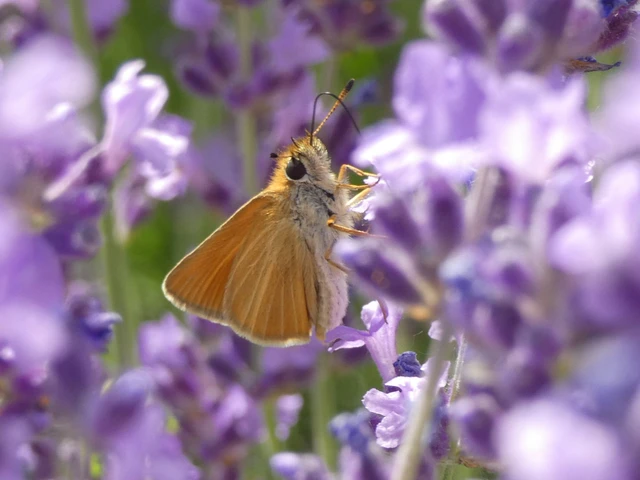 Thymelicus lineola - vonalas busalepke