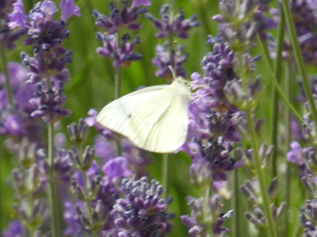 Pieris rapae - répalepke
