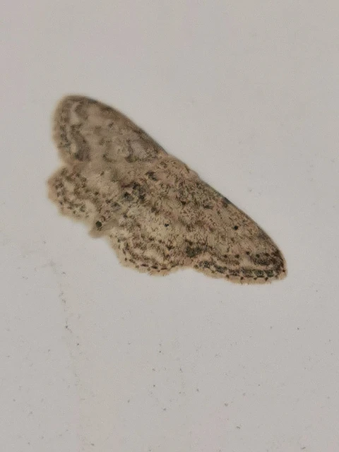 Idaea seriata - szürke apróaraszoló