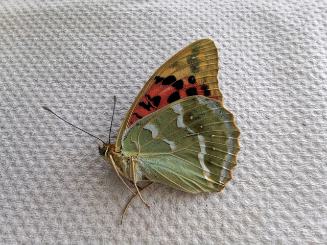 Argynnis pandora - zöldes gyöngyházlepke