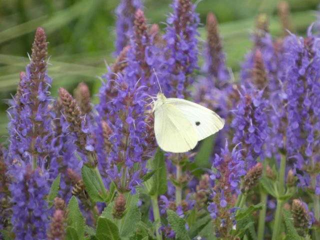 Pieris rapae - répalepke