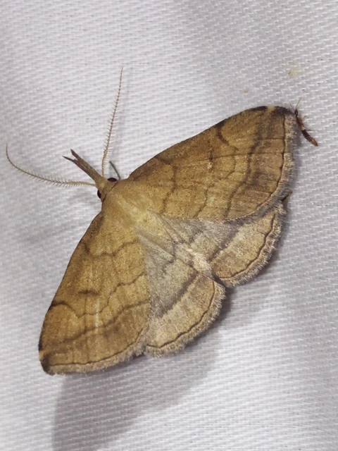 Polypogon gryphalis - láperdei karcsúbagoly
