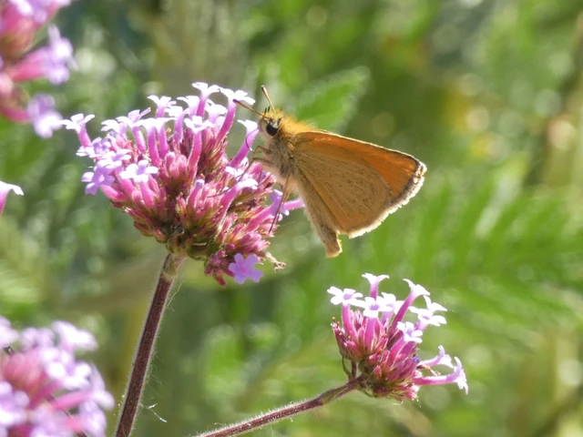 Thymelicus lineola - vonalas busalepke