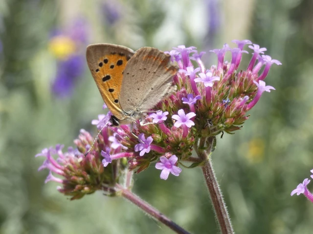 Lycaena phlaeas - közönséges tűzlepke Lycaena phlaeas - közönséges tűzlepke