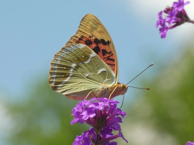 Argynnis pandora - zöldes gyöngyházlepke