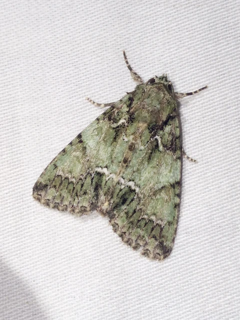 Polyphaenis sericata - selyemfényű erdeibagoly
