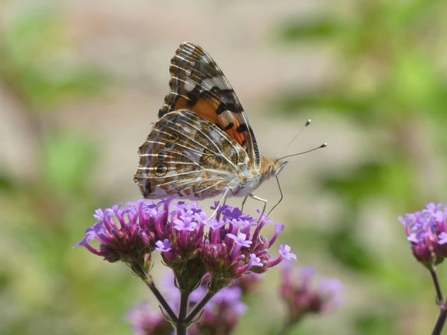 Vanessa cardui - bogáncslepke