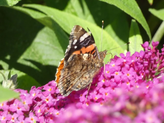 Vanessa atalanta - atalantalepke