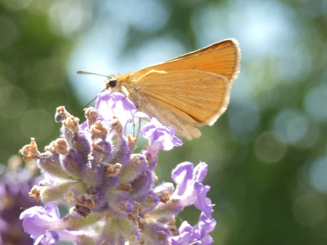 Thymelicus lineola - vonalas busalepke