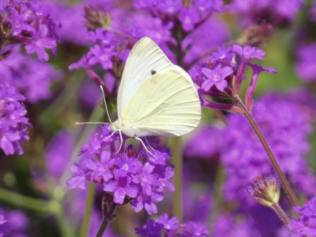 Pieris rapae - répalepke