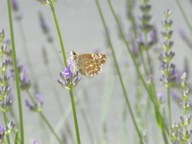 Carcharodus alceae - mályva-busalepke