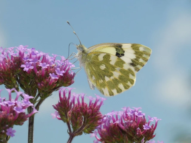 Pontia edusa - rezedalepke