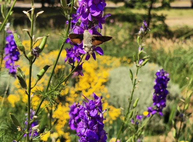 Macroglossum stellatarum - kacsafarkú szender