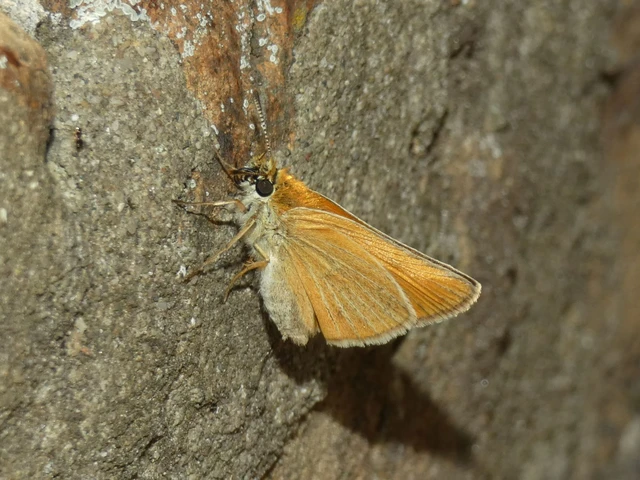 Thymelicus lineola - vonalas busalepke