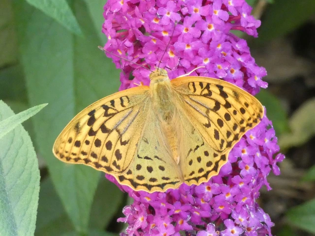 Argynnis pandora - zöldes gyöngyházlepke