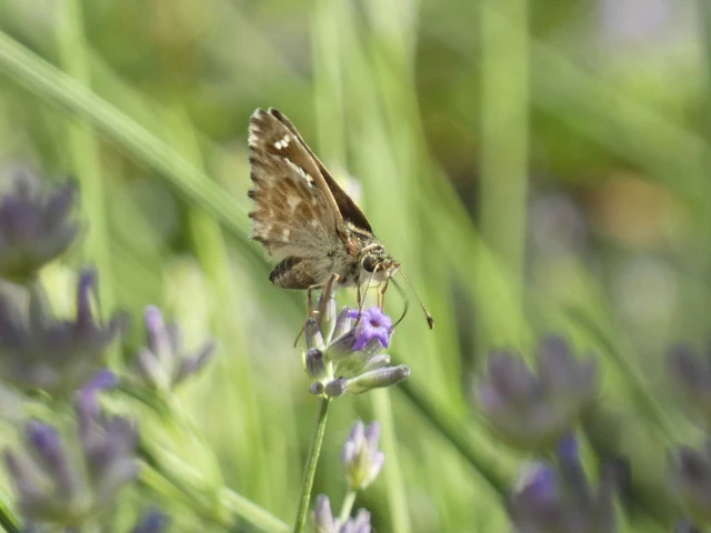 Carcharodus alceae - mályva-busalepke