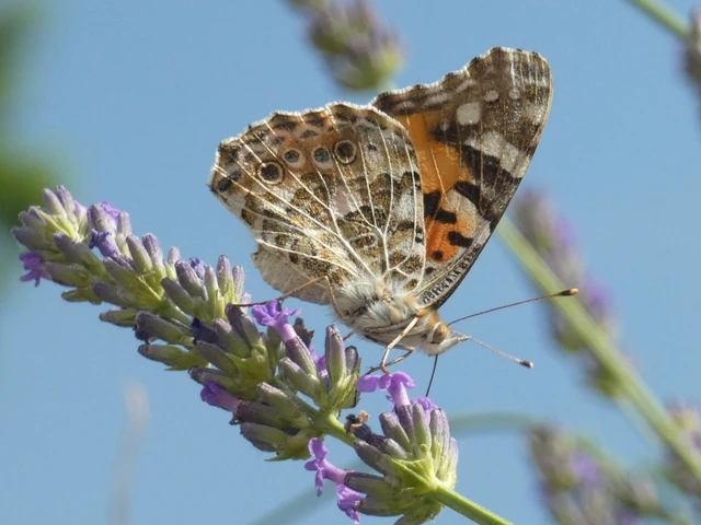 Vanessa cardui - bogáncslepke