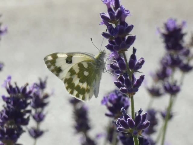 Pontia edusa - rezedalepke