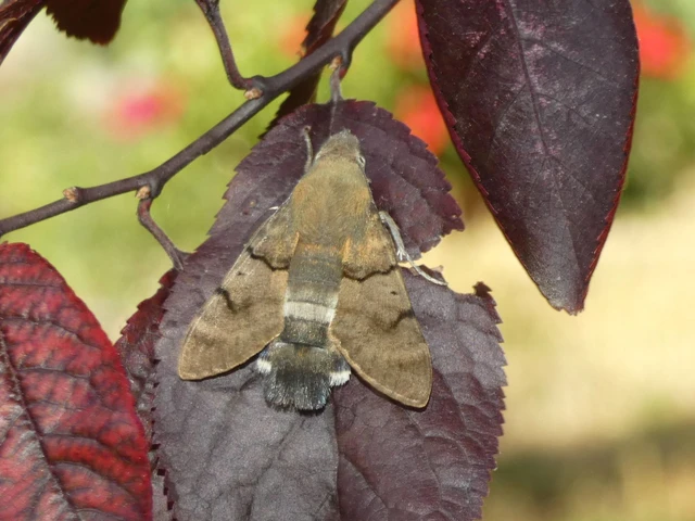 Macroglossum stellatarum - kacsafarkú szender
