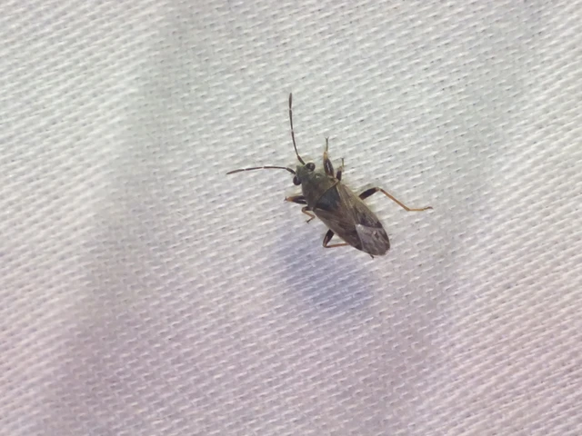 Peritrechus
