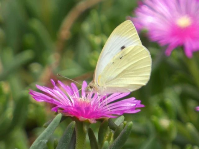 Pieris rapae - répalepke