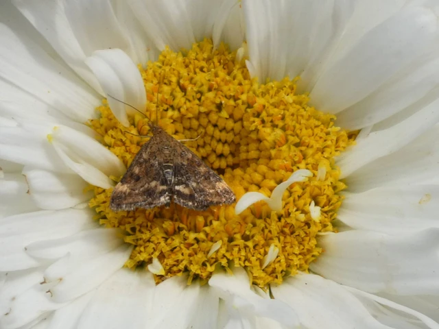 Pyrausta despicata - réti bíbormoly