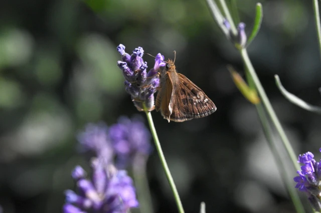 Erynnis tages - cigánylepke
